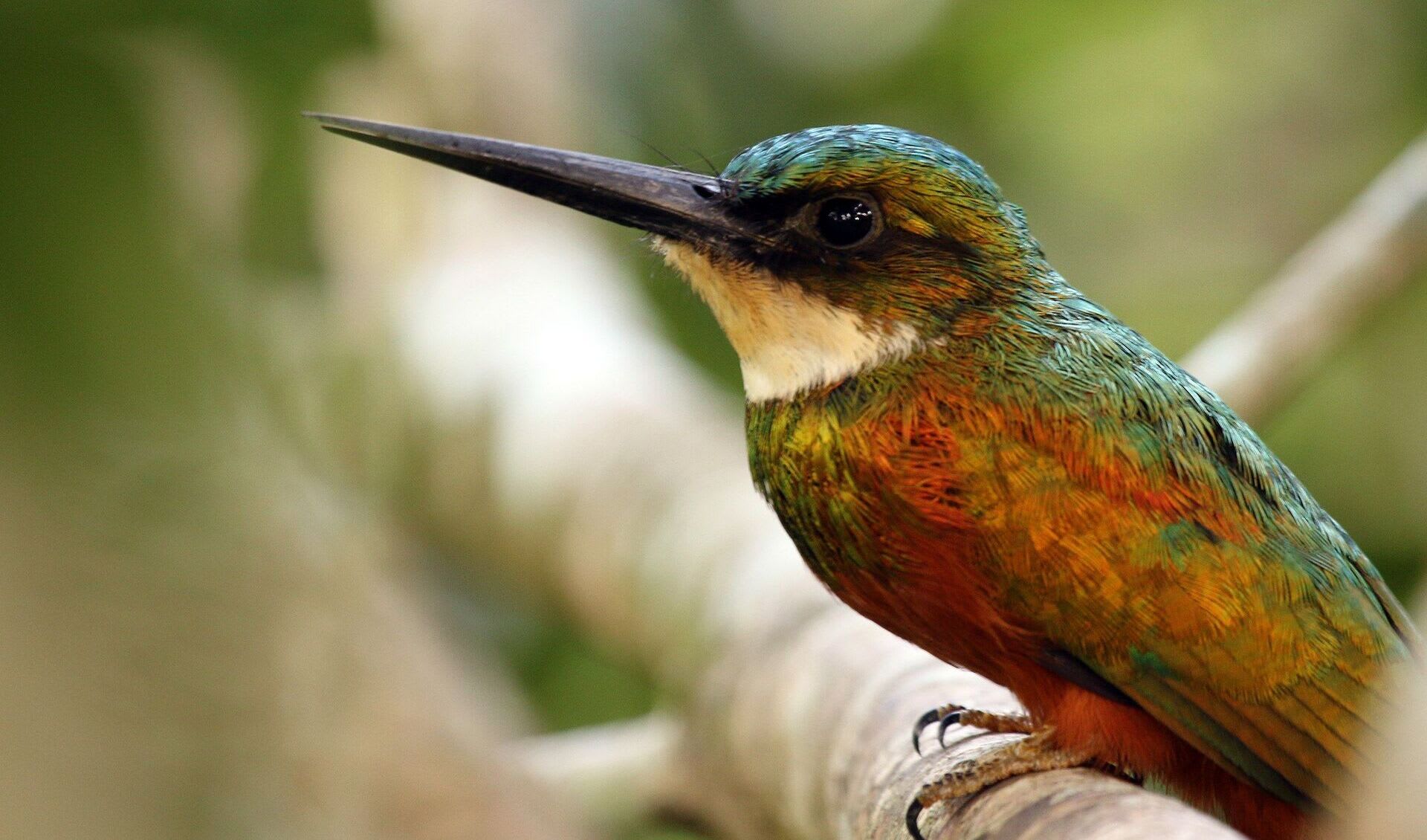 Paradise jacamar facts, distribution & population BioDB